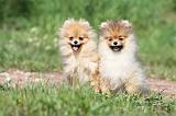 SPITZ ALLEMAND 256